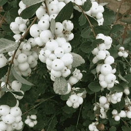 Снежноягодник доренбоза White Hedge