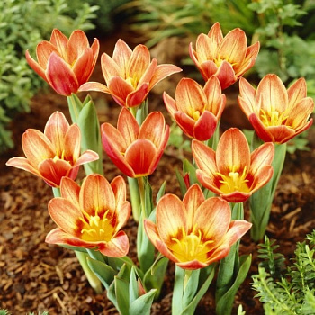 Тюльпан Кауфмана Шекспир