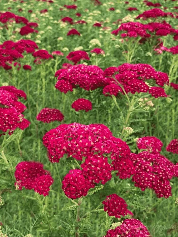 Тысячелистник обыкновенный Pomegranate
