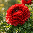 Лютик Азиатский  Red