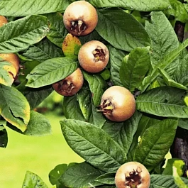 Мушмула германская