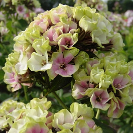 Флокс метельчатый Щербет Бленд (Щербет Коктейль)