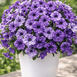 Петуния splash dance moon walk (кашпо)