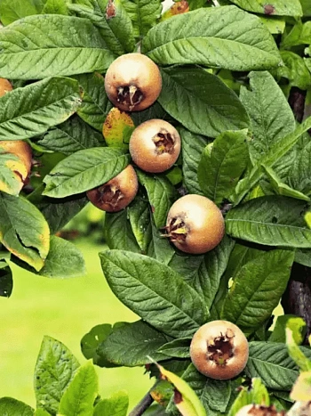 Мушмула германская