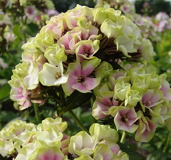 Флокс метельчатый Щербет Бленд (Щербет Коктейль)