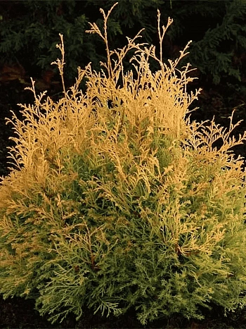 Туя западная Rheingold