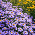 Астра кустарниковая Professor Anton Kippenberg