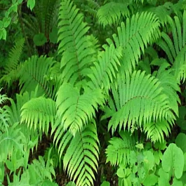 Страусник восточный