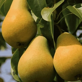 Груша Москвичка