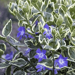 Барвинок малый Variegata