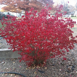 Бересклет крылатый Компактус