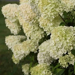 Гортензия метельчатая Little Alf