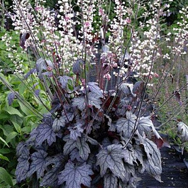 Гейхерелла Инфинити