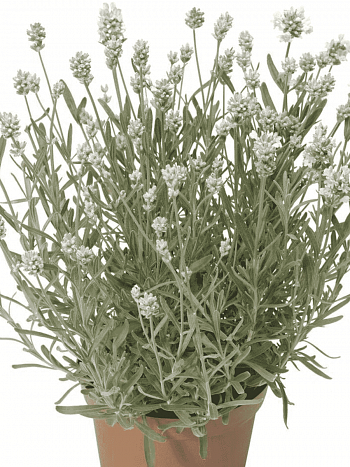 Лаванда  White Scent Early