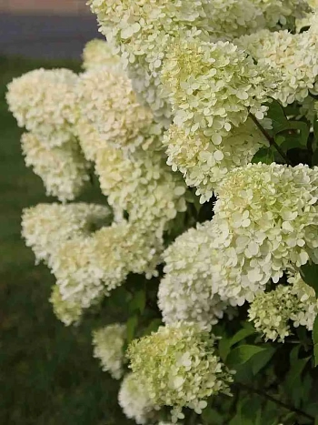 Гортензия метельчатая Little Alf