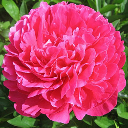 Пион травянистый Генерал Мак-Магон