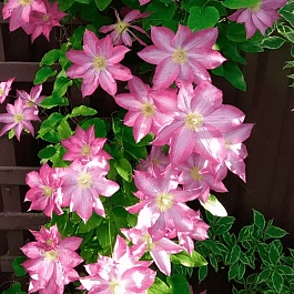 Клематис Asao