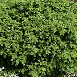 Ель обыкновенная Elegans