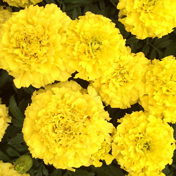 Бархатцы прямостоячие Тайшан Еллоу