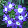 Вербена гибридная Синяя с глазком Вербена гибридная Синяя с глазком