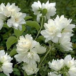 Жасмин садовый Шниструм