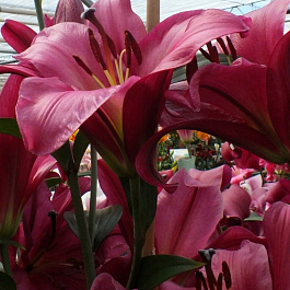 Лилия ОТ-гибрид Пёпл Принц