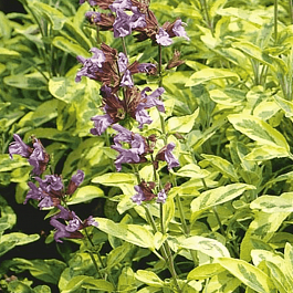 Шалфей лекарственный  Aurea