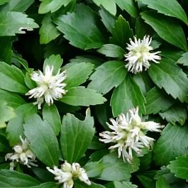 Пахизандра верхушечная  Green Sheen