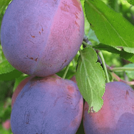 Слива домашняя Волжская Красавица