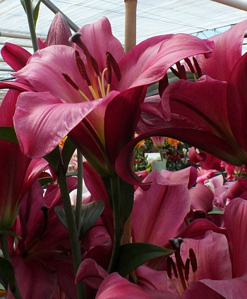 Лилия ОТ-гибрид Пёпл Принц