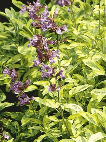 Шалфей лекарственный  Aurea