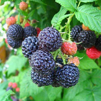 Малина черноплодная Бристоль