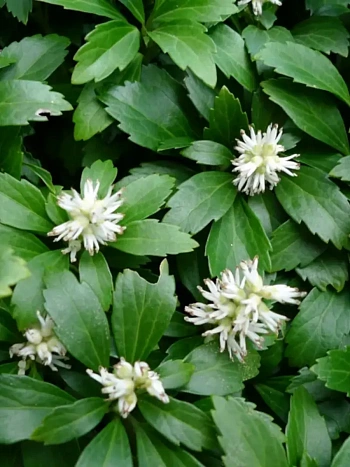 Пахизандра верхушечная  Green Sheen