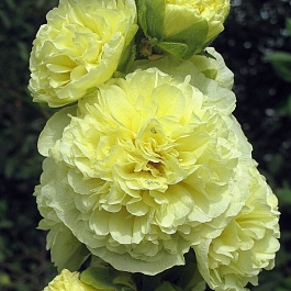 Шток-роза (Мальва) розовая Пленифлора Жун