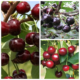 Дерево-сад (3-4х летка) вишня 3 сорта Любская-Антрацитовая-Владимирская