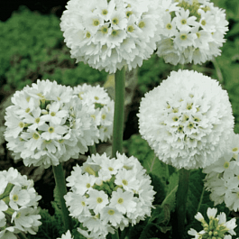 Примула мелкозубчатая Alba