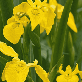 Ирис болотный