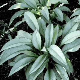 Медуница гибридная Samourai