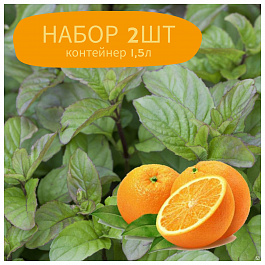 Мята Гранада НАБОР 2ШТ Мята Гранада НАБОР 2ШТ