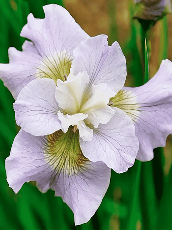 Ирис сибирский Dawn Waltz