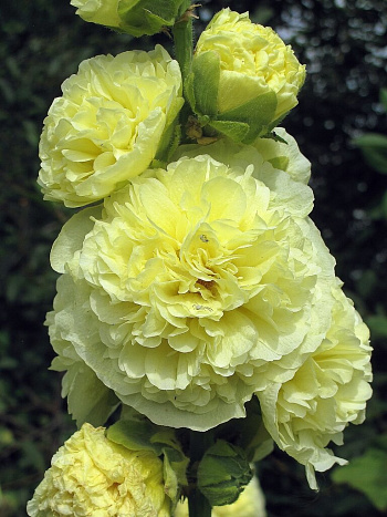 Шток-роза (Мальва) розовая Пленифлора Жун