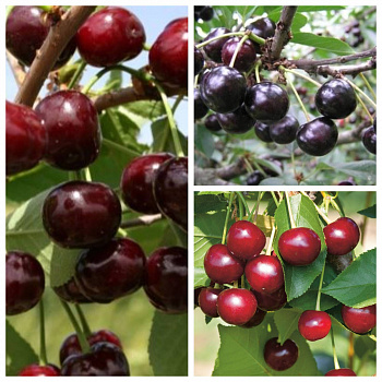 Дерево-сад (3-4х летка) вишня 3 сорта Любская-Антрацитовая-Владимирская