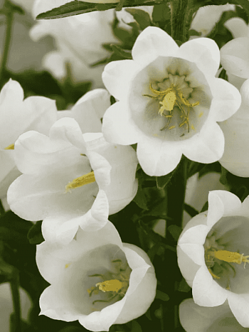 Колокольчик средний Campana Deep White