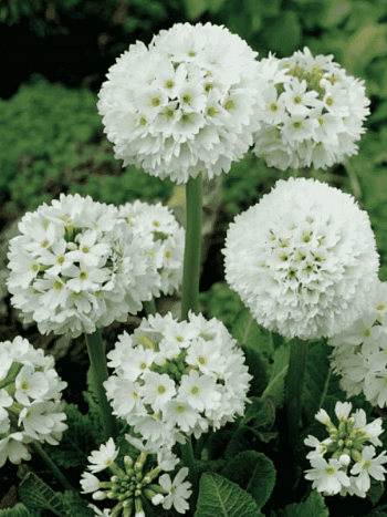 Примула мелкозубчатая Alba