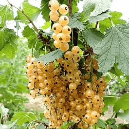 Смородина белая Blanca на Штамбе