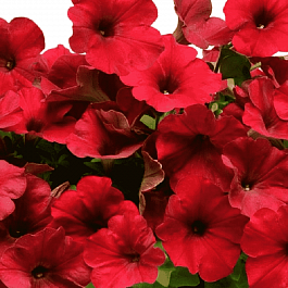Петуния (сурфиния) Easy Wave Red Velyur
