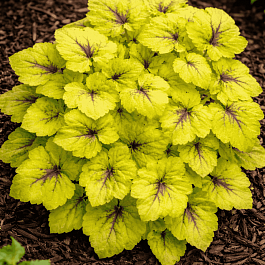 Гейхерелла Catching Fire