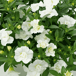 Калибрахоа махровая M.F. Uno Double White 22