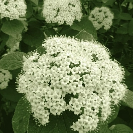 Калина гордовина