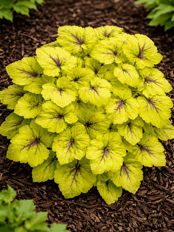 Гейхерелла Catching Fire